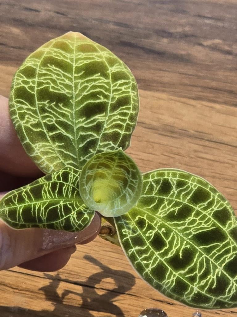 Zeldzame Juweel Orchidee Macodes Petola, Huis en Inrichting, Kamerplanten, Ophalen, Halfschaduw, Minder dan 100 cm