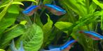 11 neon tetra’s, Dieren en Toebehoren, Vissen | Aquariumvissen, Vis