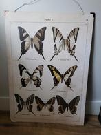 Schoolplaat vlinders, Huis en Inrichting, Woonaccessoires | Schilderijen, Tekeningen en Foto's, Ophalen, Minder dan 50 cm, Gebruikt