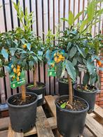 5x Kumquat: 75 euro, Tuin en Terras, Planten | Bomen, Ophalen, Overige soorten, Minder dan 100 cm