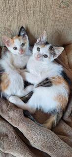Super lieve kittens zoeken een nieuw huisje, Dieren en Toebehoren, Kater, Kortharig, 0 tot 2 jaar