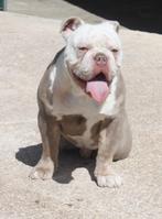 Prachtige Old english bulldog pups/ Mogen verhuizen Spanje, Meerdere, Bulldog, 8 tot 15 weken, Meerdere dieren