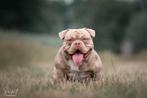 American bully dekreu, Fokker | Hobbymatig, Rabiës (hondsdolheid), Reu, 1 tot 2 jaar