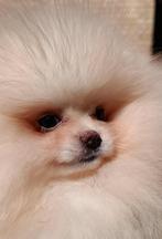 Pomeranian dwergkees meisje te koop, Particulier, Rabiës (hondsdolheid), 15 weken tot 1 jaar, Overige rassen