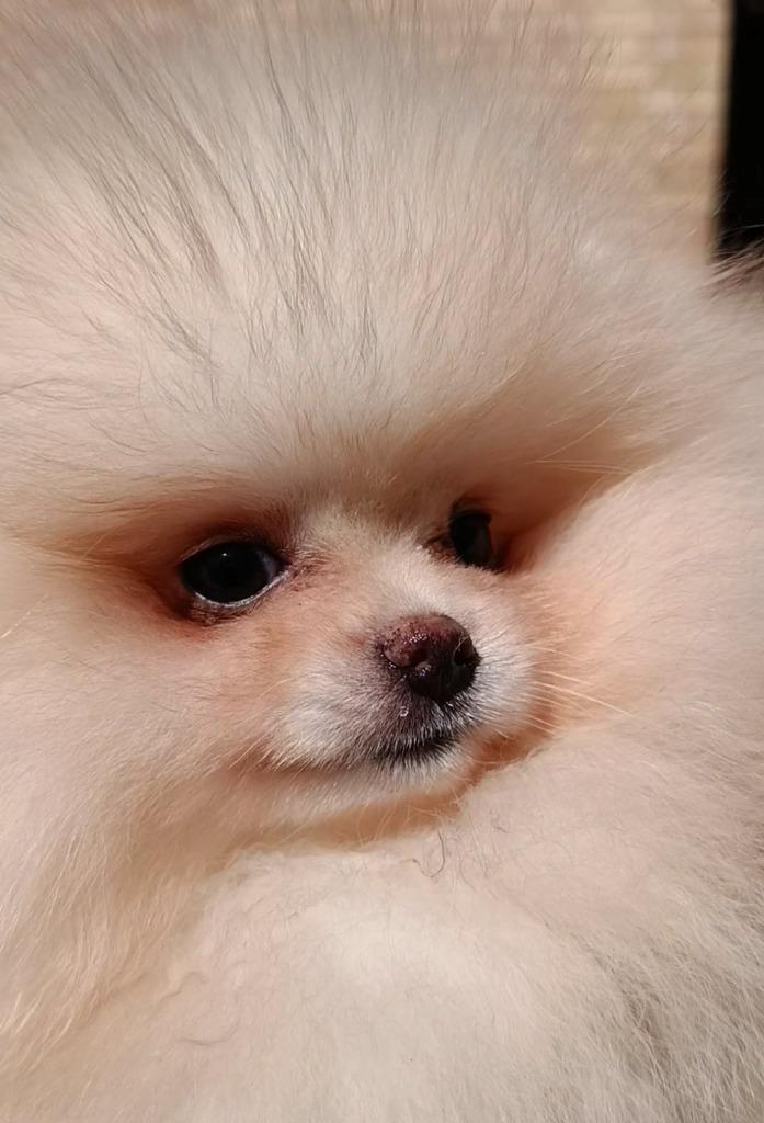 Pomeranian dwergkees meisje te koop, Dieren en Toebehoren, Honden | Chihuahua's en Gezelschapshonden, Teef, Overige rassen, Particulier
