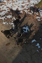 Hollandse herder pups, 8 tot 15 weken, Teef, Eén hond, Herder