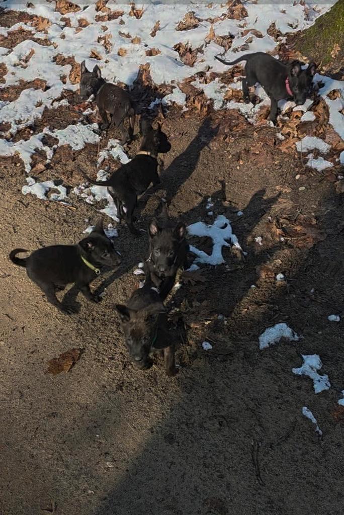 Hollandse herder pups, Dieren en Toebehoren, Honden | Herdershonden en Veedrijvers, Teef, Herder, Particulier, Eén hond, Nederland