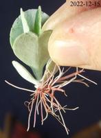 Gewortelde stekken van Kalanchoë gastonis bonnieri, Huis en Inrichting, Kamerplanten, Ophalen, Vetplant, Volle zon, Minder dan 100 cm