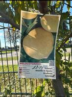 Perzikboom 'Calanda' -Prunus persica fruitboom in pot, Overige soorten, Lente, 100 tot 250 cm, Ophalen