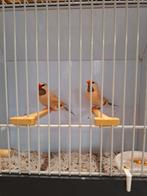 Spitsstaart amadines, Dieren en Toebehoren, Meerdere dieren, Geringd
