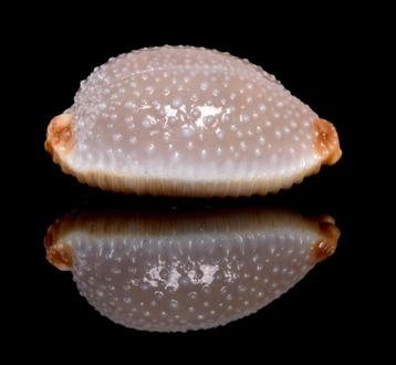 Schelpen: Cypraea staphylaea 19,7mm, (Gem) Filipijnen beschikbaar voor biedingen