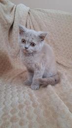Britse korthaar/langhaar mogen het nestje verlaten!, Dieren en Toebehoren, Katten en Kittens | Raskatten | Korthaar, Meerdere dieren