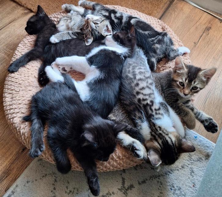 Lieve kittens mogen vanaf half okt uitwaaien, Dieren en Toebehoren, Katten en Kittens | Overige Katten, Kortharig, Meerdere dieren