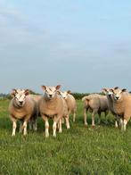 Dekrammen wit en bont, Dieren en Toebehoren, Vrouwelijk, Schaap
