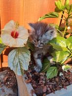 Lieve, langharige en super sociale kittens, Meerdere dieren, Ontwormd, 0 tot 2 jaar