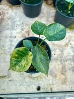 Alocasia Wentii Variegata - P12, Huis en Inrichting, Kamerplanten, Ophalen of Verzenden