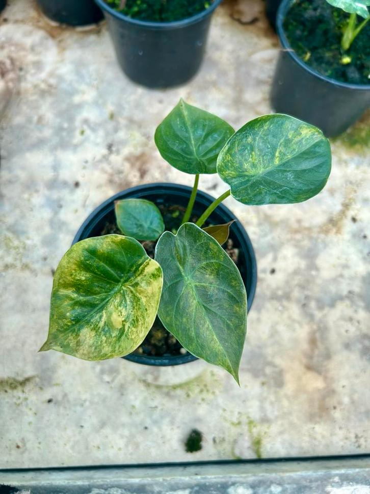 Alocasia Wentii Variegata - P12, Huis en Inrichting, Kamerplanten, Ophalen of Verzenden