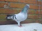 Sierduifje.., Dieren en Toebehoren, Vogels | Duiven, Mannelijk, Overige soorten