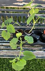 Spaghetti pompoen BIOLOGISCH, Tuin en Terras, Planten | Tuinplanten, Ophalen, Volle zon, Groenteplanten, Eenjarig