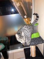 Kitten poes cypers te koop 4 maanden, Poes, Kortharig, 0 tot 2 jaar