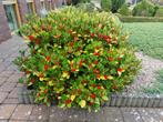 Grote mooie Skimmia Japonica ca 130 cm diameter, Vaste plant, Halfschaduw, Lente, Ophalen