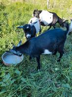 Mooi dwerg geitenbokje, Dieren en Toebehoren, Schapen, Geiten en Varkens, Mannelijk, Geit