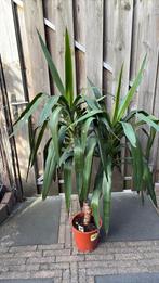 Yuca elephantes, 1.43 cm hoog vanaf de grond, Vaste plant, Bloeit niet, Halfschaduw, Ophalen