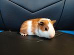 Lief tam cavia beertje, Cavia, Mannelijk, Tam, September