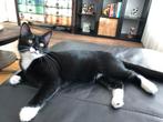 Lieve rustige kater, Dieren en Toebehoren, Katten en Kittens | Overige Katten, Kater