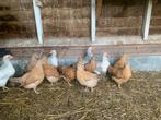 Mooie kuikens, Dieren en Toebehoren, Pluimvee, Vrouwelijk, Kip