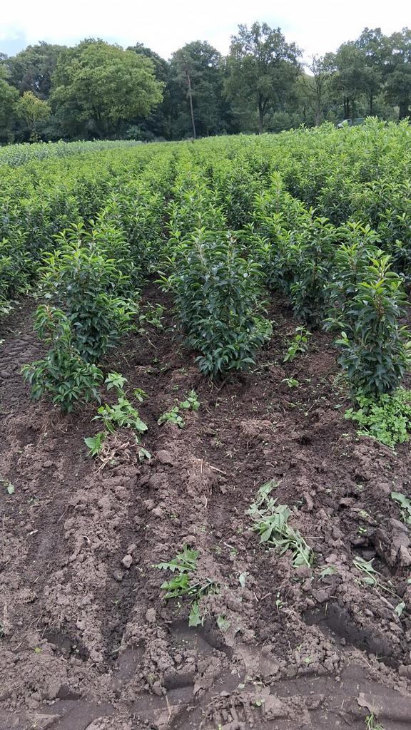 Portugese laurier Prunus angustifolia 60-80cm 80-100cm, Tuin en Terras, Planten | Struiken en Hagen, Struik, Laurier, 100 tot 250 cm