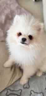 Prachtig Spierwitte mini Pomeriaan reu, Dieren en Toebehoren, Honden | Chihuahua's en Gezelschapshonden, Particulier, 15 weken tot 1 jaar