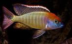 Malawi Cichliden: Lethrinops red cap Itungi, Vis, Zoetwatervis