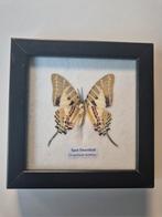 Vlinderlijst taxidermie, Ophalen of Verzenden