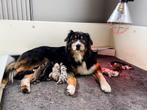 Gastgezin gezocht voor Australian shepherd pup, Dieren en Toebehoren, Rabiës (hondsdolheid), 15 weken tot 1 jaar, Overige rassen
