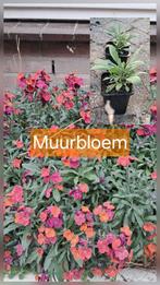 Jonge bio muurbloem plantjes, zaailingen van bio moederplant, Ophalen, Bodembedekkers, Vaste plant, Halfschaduw