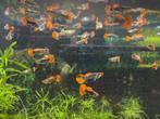 Tuxedo Koi guppen, Dieren en Toebehoren, Vis, Zoetwatervis