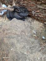baby  koninntjes, Dieren en Toebehoren
