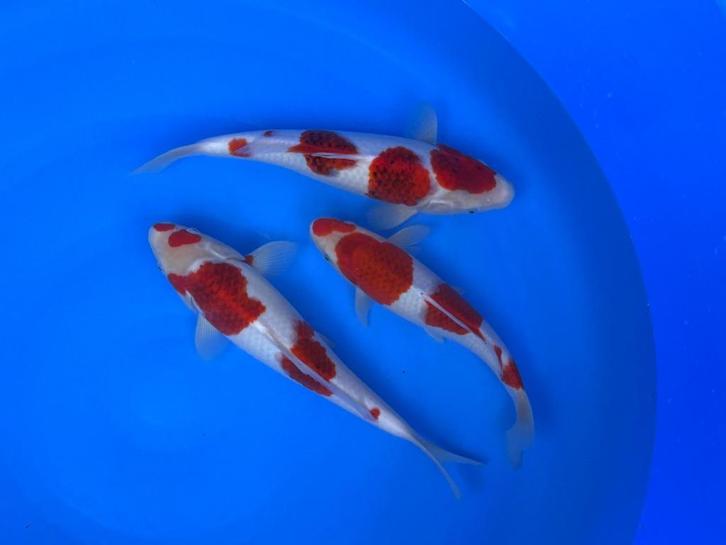 Diverse Japanse koi karper | Koikarpers  | Tosai vissen, Dieren en Toebehoren, Vissen | Vijvervissen, Karper of Koi