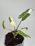 Alocasia Lauterbachiana Variegata, Huis en Inrichting, Kamerplanten, Ophalen of Verzenden, Overige soorten, Minder dan 100 cm