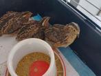 Japanse kwartel hanen, Dieren en Toebehoren, Pluimvee, Mannelijk, Overige soorten