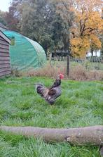 Jonge haan Barnevelder, Dieren en Toebehoren, Pluimvee, Mannelijk, Kip