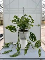 Monstera Obliqua ‘Leichtlinii’ Monkey Mask hangplant, Huis en Inrichting, Kamerplanten, Ophalen of Verzenden, Overige soorten