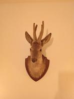 Taxidermie opgezette reekop met bastgewei, Januari, Mannelijk