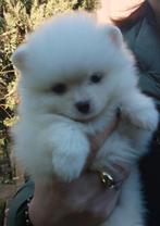 Pomeriaan pups pomeriaan, Dieren en Toebehoren, Honden | Poolhonden, Keeshonden en Oertypen, Particulier, 8 tot 15 weken, Buitenland