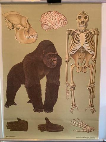 Oude Schoolplaat Anatomie Gorilla beschikbaar voor biedingen
