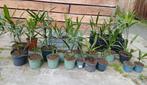 Stekjes Palmbomen., Tuin en Terras, Planten | Tuinplanten, Ophalen, Zomer, Overige soorten, Volle zon