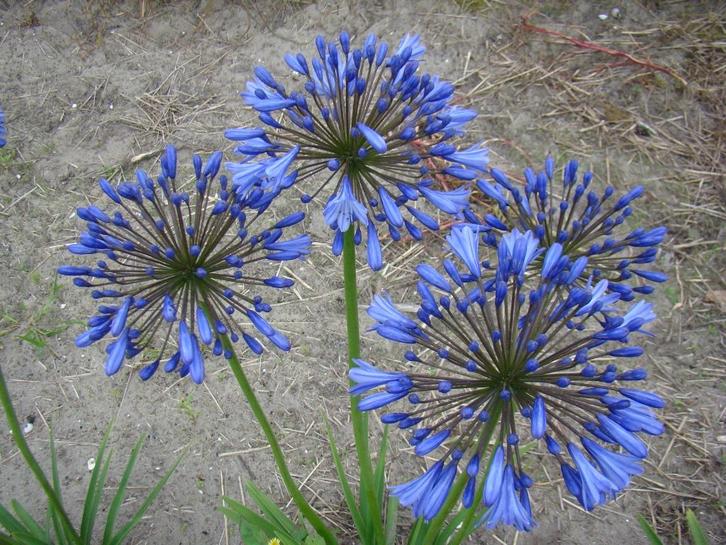 vaste planten, siergrassen en agapanthussen aangeboden, Tuin en Terras, Planten | Tuinplanten, Vaste plant, Ophalen