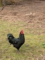 Australorp haan, Dieren en Toebehoren, Pluimvee, Mannelijk, Kip