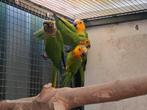 sint Thomas parkiet pertinax aratinga, Dieren en Toebehoren, Mannelijk, Parkiet, Geringd